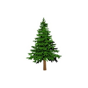 Spruce Tree